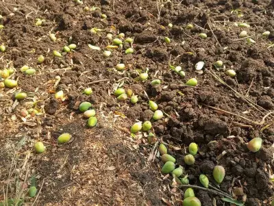 Unseasonal Rain and Winds Damage Mango Orchards in Marathwada, Farmers Seek Insurance