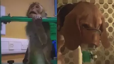 Weight Loss Jab Animal Testing Exposed: UK Lab Images Reveal Cruel Reality