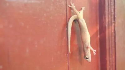 Why House Lizards Keep Returning and How to Deter Them Naturally