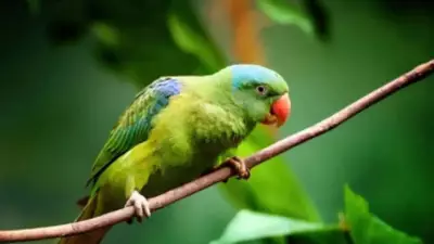 Why Parrots Mimic Human Speech: Science Behind Their Vocal Skills