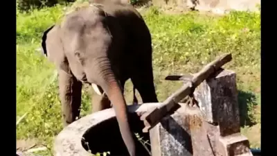 Wild Elephant Omkar Stranded in Goa-Maharashtra Border Dispute