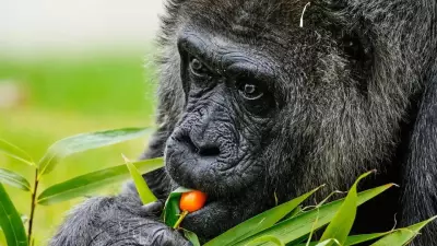 World's Oldest Captive Gorilla Fatou Celebrates 69th Birthday at Berlin Zoo
