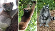 10 Unexpected Animals with Opposable Thumbs for Grasping and Climbing