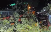 150-Year-Old Tree Collapse in Buxar Causes Power Outage, Residents Angry