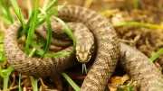 5 Common Mistakes That Attract Snakes to Your Home
