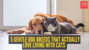 5 Gentle Dog Breeds That Love Living with Cats Peacefully