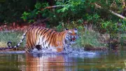 5 Irresistible Reasons Why Bandhavgarh National Park Captivates Nature Lovers