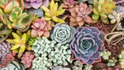 8 Low-Maintenance Succulents That Bloom with Stunning Flowers for Your Home