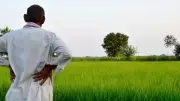 Activists Urge Indian Government to Resist US Pressure on GM Crop Imports