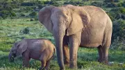 African Elephant Genetic Isolation Grows Due to Habitat Fragmentation, Studies Warn
