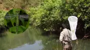 Alarming Decline of Dragonfly and Damselfly Species in Western Ghats