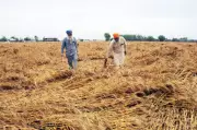 Amritsar Farmers Demand Relaxed Wheat Procurement Rules After Heavy Rains