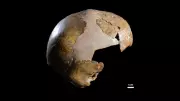 Ancient Skull Debunked: Not a Human-Neanderthal Hybrid, DNA Reveals