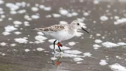 Andaman Police Birder Discovers Tagged Migratory Bird, Identified by Mumbai Expert