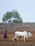 Andhra Pradesh Launches Pashu Kisan Credit Card to Empower Livestock Farmers