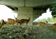 Asia's Longest Wildlife Viaduct Shows Early Success in Animal Movement
