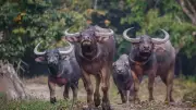 Asiatic Wild Water Buffalo Reintroduced in Kanha After 2000 km Journey