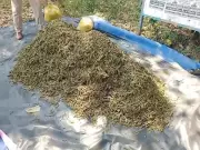 ASR Police Seize 750 kg Cannabis Worth Rs 37 Lakh in Visakhapatnam Raid