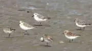 Bar-tailed Godwit's Epic 8,000 km Non-stop Flight from Alaska to Australia