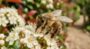 Bee Swarm or Hive? How to Tell When to Call a Pro