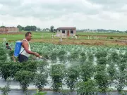 Below-Normal Monsoon and West Asia Conflict Cloud India's Agriculture Outlook