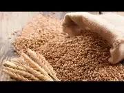 Bihar Govt Raises Wheat Procurement Target to 1.8 Lakh Metric Tonnes