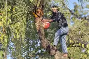Bihar's Toddy Tappers Transition to Neera and Alternative Livelihoods