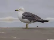 Black-Tailed Gull Spotted in Bengal, First Record for India During Bird Count