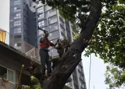 BMC Issues Notices to Trim 7,978 Trees on Private Premises in Mumbai