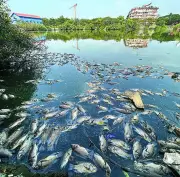 Bombay High Court Takes Suo Motu Cognisance of Mass Fish Deaths in Goa's Mala Lake
