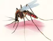 Calicut University Researchers Launch Startup for Eco-Friendly Mosquito Control