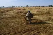 Central Teams Deployed to Assess Rain and Hail Damage to Wheat Crop in Punjab
