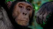 Chimpanzee Civil War in Uganda: Study Reveals Brutal Conflict Mirroring Human Warfare