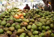 Coconut Shortage Hits Srikakulam's Uddanam Area, Imports Rise