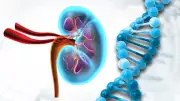 Decoding Kidney Disorders: The Critical Role of Genetics and Family History