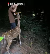 Deer Walks into IIT Madras Hostel Room, Begs for Dosa in Viral Video