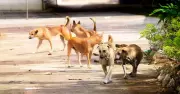 Dog Behavior Expert Advises Respecting Canine Space and Boundaries