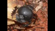 Dung Beetles: Nature's Unsung Heroes and Their Crucial Ecological Role