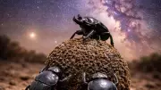Dung Beetles Use Milky Way for Navigation, Revealing Animal Intelligence