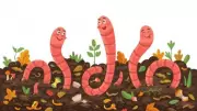 Earthworms: The Unsung Heroes of Your Garden's Ecosystem