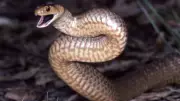 Eastern Brown Snake: Misunderstood Yet Highly Dangerous in Australia