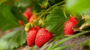 Easy Tips for Growing Strawberries at Home