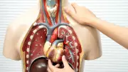Eat Smart for Every Organ: Foods That Support Lungs, Liver, Gut, and Eyes