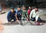Eight-Foot Crocodile Rescued from Vadodara Construction Site Near Rajmahal Road