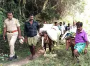 Election Officials in Tamil Nadu Use Horses, Mules to Reach Remote Voters