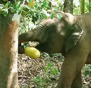 Elephant Omkar Safely Guided Back to Maharashtra from Goa Border