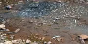 Environmentalists Use QR Codes to Protect Mookambika Sanctuary and River