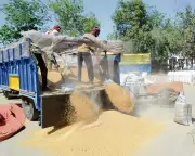 Farmers in Haryana Report Technical Glitch in Government Portal