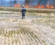 Fire Destroys Wheat Crop in Amritsar Village, Farmers Demand Relief