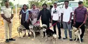 Five Abandoned Siberian Huskies Rescued Near Hyderabad, One Found Dead